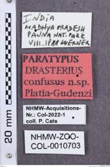 Etikette zu Drasterius confusus (NHMW-ZOO-COL-0010703)